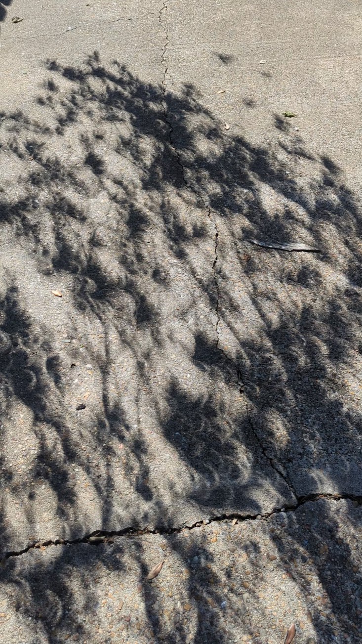 Eclipse through Leafs